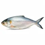 Hilsa Fish —ইলিশ মাছ